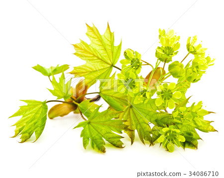 Maple Branchlet Maple Branchlet 34086710