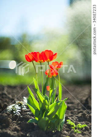 Beautiful Red tulips Beautiful Red tulips 34087233