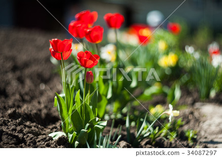 Beautiful Red tulips Beautiful Red tulips 34087297