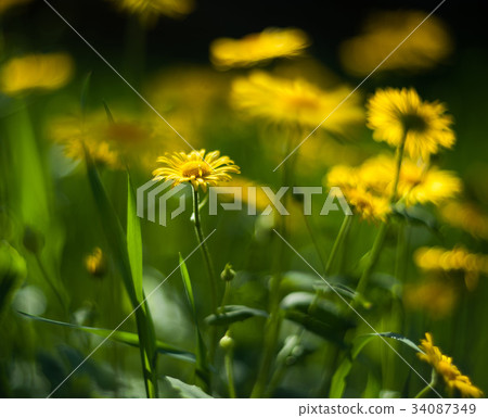 close-up yellow flowers 34087349