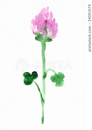 pink clover flower hand painted on white paper pink clover flower hand painted on white paper 34091674
