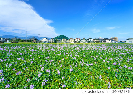 Honyakushi Temple ruins water hyacinth 34092176