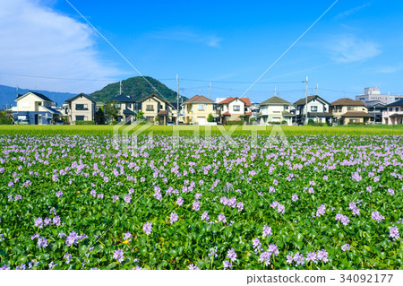 Honyakushi Temple ruins water hyacinth 34092177