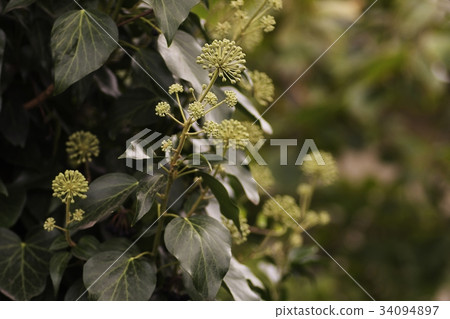 Ordinary ivy (Hedera helix) in bloom, the climber 34094897
