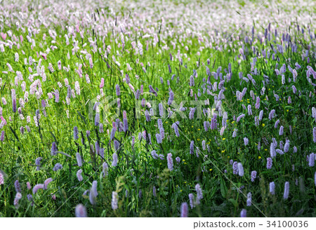 wild flowers blooming in the field 34100036