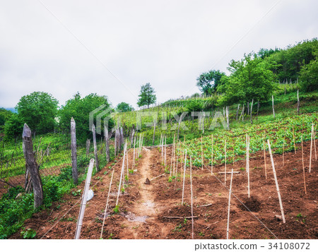 Landscape with green vineyards. A young vine grows 34108072