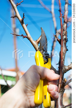 Male hand pruning fruit before start of spring 34108080