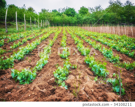 Landscape with green vineyards. A young vine grows 34108211