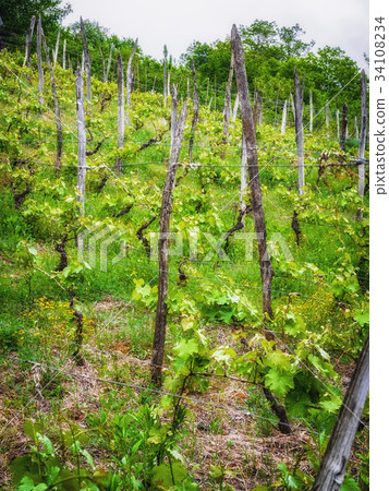 Landscape with green vineyards. A young vine grows 34108234