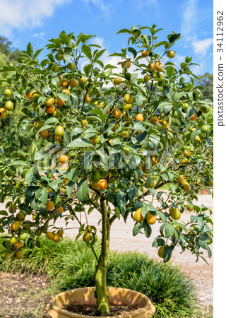 Orange fruit on the tree 34112962