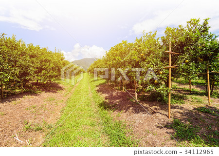Orange orchard in Thailand Orange orchard in Thailand 34112965