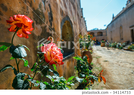 Beautiful roses in the pot 34114733