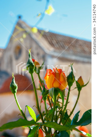 Beautiful roses in the pot Beautiful roses in the pot 34114740