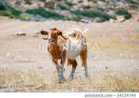 Domestic goat on Crete Island, Greece 34114749