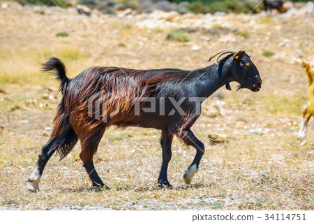 Domestic goat on Crete Island, Greece Domestic goat on Crete Island, Greece 34114751