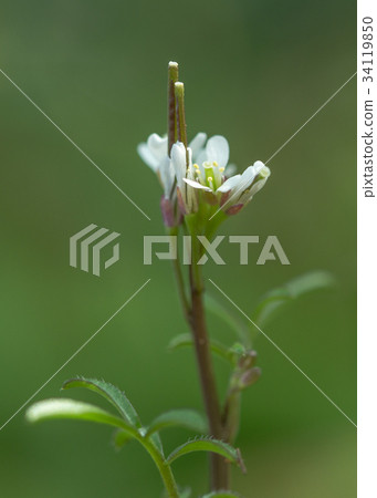 Tanetsukesbana Tanetsukesbana 34119850