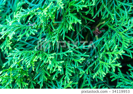 Green texture of thuja branches Green texture of thuja branches 34119953