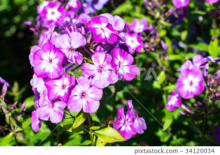 Bright flowering plants in the garden on sunny day 34120034