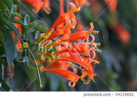 Pyrostegia venusta or orange trumpet flowers 34120682