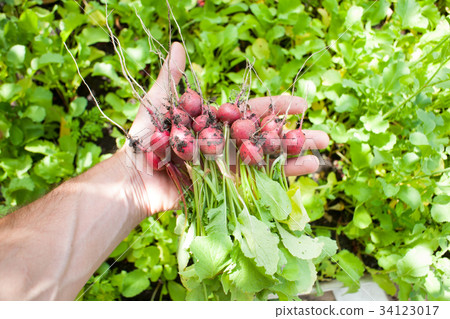 Freshly harvested, purple colorful radish. Growing Freshly harvested, purple colorful radish. Growing 34123017