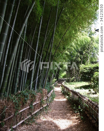 Bamboo Park 34123030
