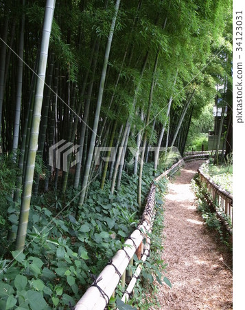 Bamboo Park 34123031