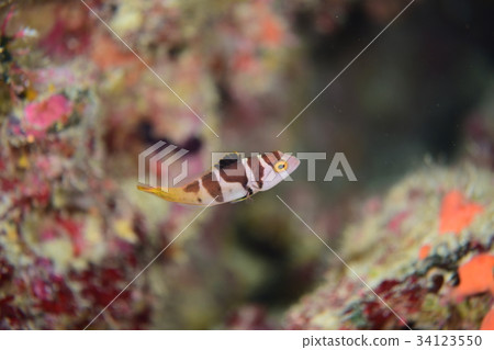 Kokuhan'ara 34123550