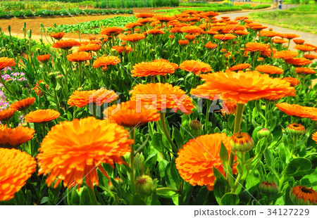 Calendula flower (city agricultural park) Calendula flower (city agricultural park) 34127229