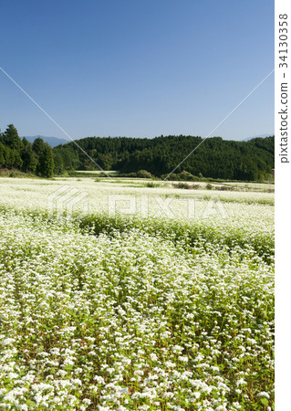Soba field and autumn sky 34130358