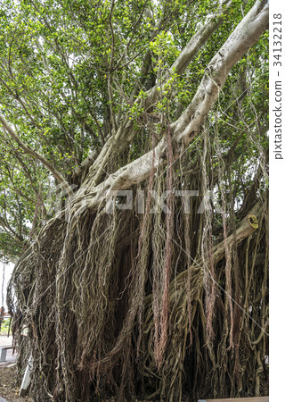大樹榕樹根 34132218
