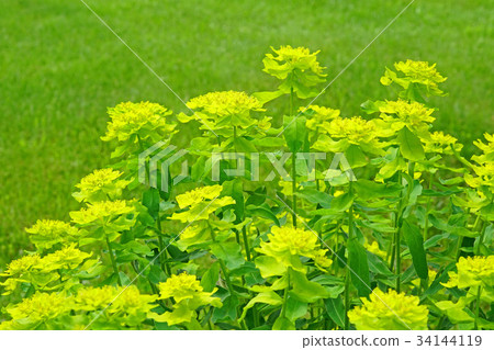 檸檬黃是一種美麗的nourushi 檸檬黃是一種美麗的nourushi 34144119