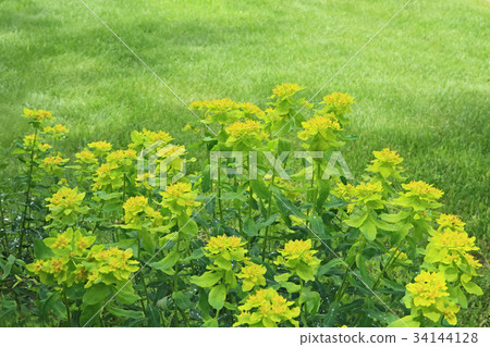 檸檬黃是一種美麗的nourushi 檸檬黃是一種美麗的nourushi 34144128