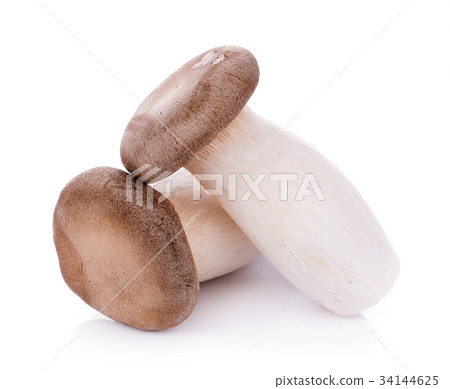 King oyster mushroom Pleurotus eryngii on white 34144625