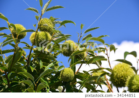 Chestnut Chestnut 34144851