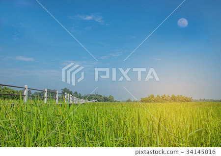 green paddy rice field with the sidewalk bridge an 34145016