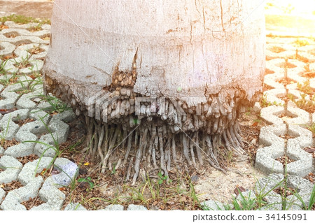 Palm tree roots up on interlock concrete blocks Palm tree roots up on interlock concrete blocks 34145091