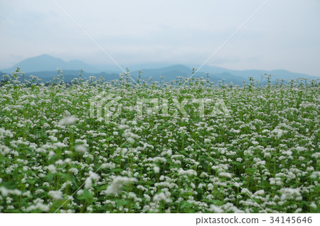 Buckwheat flower-buckwheat field Buckwheat flower-buckwheat field 34145646