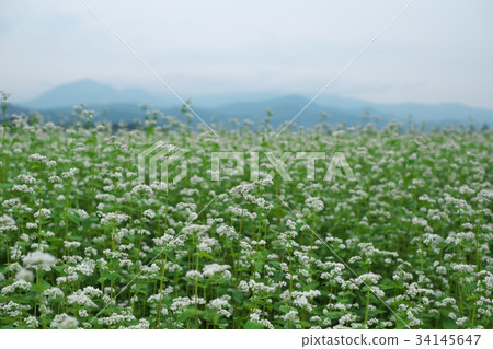 Buckwheat flower-buckwheat field Buckwheat flower-buckwheat field 34145647