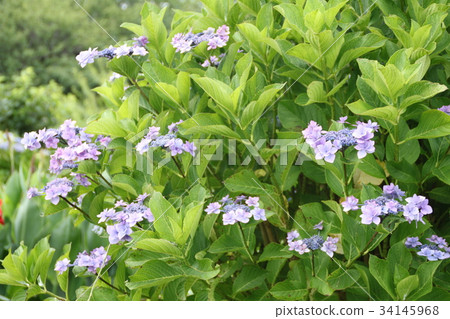 Hydrangea Blue Hydrangea Blue 34145968