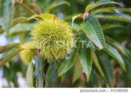 栗子 栗子 34146080