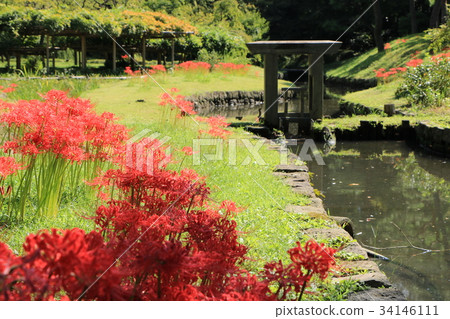 Cluster amaryllis 34146111