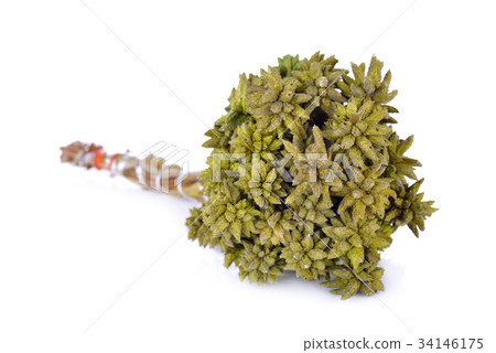 bouquet of dyed dry grass flower on white bouquet of dyed dry grass flower on white 34146175