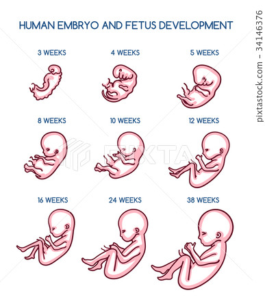 Fetal development illustration 34146376