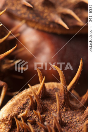 Horse chestnuts macro Horse chestnuts macro 34146582