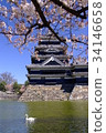 Cherry blossoms and swans at Matsumoto Castle 34146658