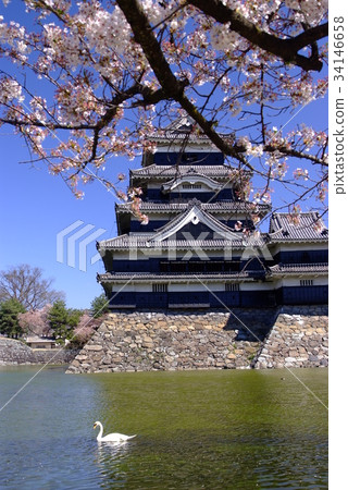 Cherry blossoms and swans at Matsumoto Castle Cherry blossoms and swans at Matsumoto Castle 34146658