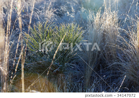 Frozen grass Frozen grass 34147072