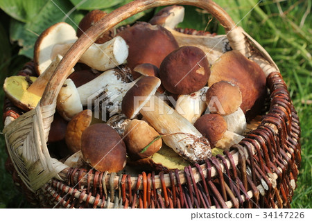 Basket full of fresh boletus mushrooms in forest Basket full of fresh boletus mushrooms in forest 34147226