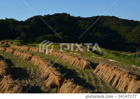 Nostalgia Itoshima's late fall 34147277