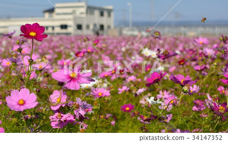 Flower clusters Flower clusters 34147352